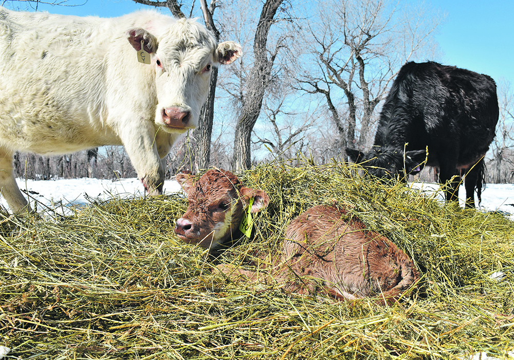 The health measures that have been put in place to prevent spread of the COVID-19 virus also apply to animal agriculture, such as during calving season when neighbours are discouraged from visiting farms because of the potential for calf scours to spread.  | File photo