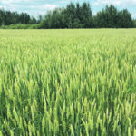 British researchers needed to target grain development to ensure they didn’t just end up with bigger wheat plants. | File photo