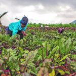 One goal suggested for Africa is to ensure the formalization of land rights with the objective of attracting investments in the agricultural sector and unlocking its potential. | Reuters/Jean Bizimana photo