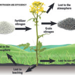 The International Plant Nutrition Institute surveys Canadian growers to gauge how much nitrogen they are applying per acre. Then, using average yields from across the Prairies and Canadian Grain Commission protein data, it’s possible to estimate nitrogen in the harvested canola crop. Nitrogen use efficiency is the harvested nitrogen in canola divided by nitrogen applied in fertilizer. | Source: Oklahoma State University | Raelene Holth graphic
