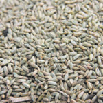 Members of the new organization believe it will help build a more successful, modern, prosperous and resilient seed value-chain.  | File photo