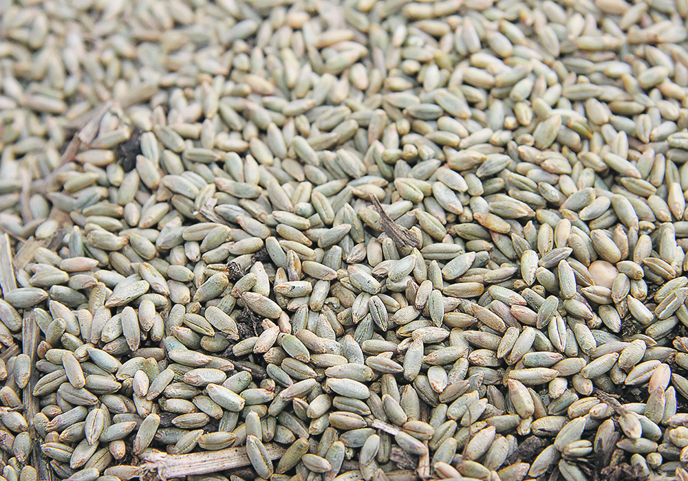 Members of the new organization believe it will help build a more successful, modern, prosperous and resilient seed value-chain.  | File photo
