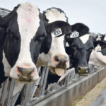 ProAct is a dry whey powder product that can be fed in an animals feed ration and is also soluble in liquid, said Paula Hadland, western Canadian sales representative for PMT.
| File photo