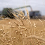 There have been some good stories this year.
The harvest was one of the best in years. Crops came off with exceptional yields, in good time and in nice field conditions. | File photo