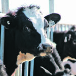 Dairy farmers were able to implement strategies to quickly deal with a supply glut and transition more easily than hog producers, who faced collapsing prices and a lack of processing facilities. | File photo