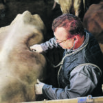 Veterinarians had to quickly adjust their practices during the pandemic, doing more phone calls and video chats with clients and implementing more safety protocols. | Getty Images