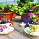 A growing trend is to small container garden. Thiel’s Greenhouse sells lots of plants for balcony containers and for fairy gardens. | Mary MacArthur photo