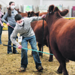 Youth at the Stampede event in Lloydminster showed their animals with safety and care. | William DeKay photo