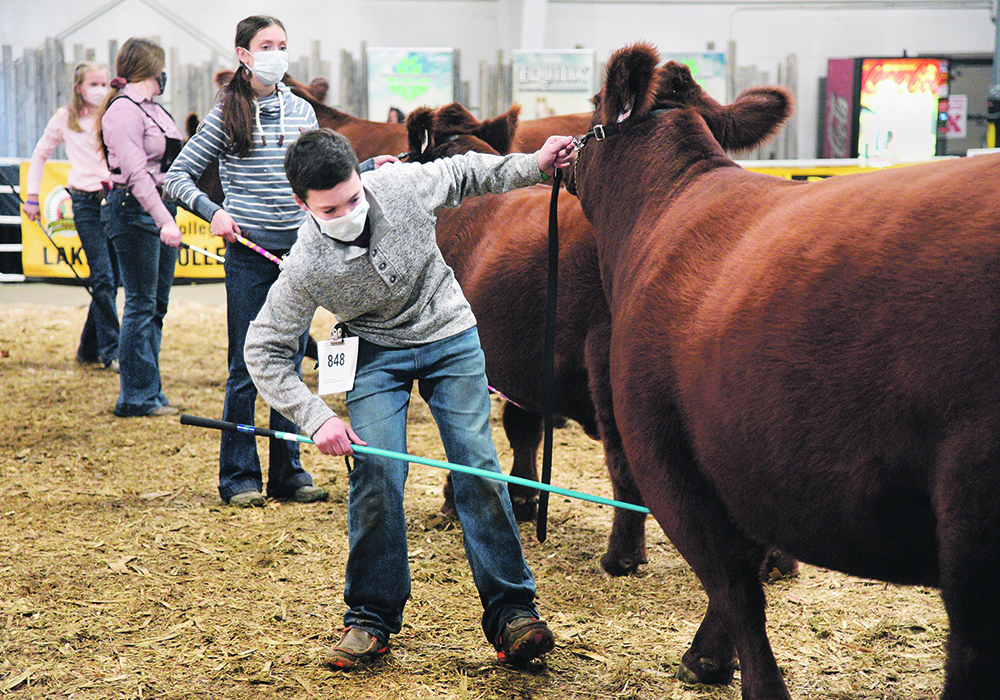 Youth at the Stampede event in Lloydminster showed their animals with safety and care.  | William DeKay photo