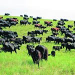 Ben and Stephanie Campbell of Grazed Right raise cattle on their Tullichewan Ranch near Black Diamond, Alta. They sold more beef in March and April than they normally do in a year amid supply fears. | Ben Campbell photo