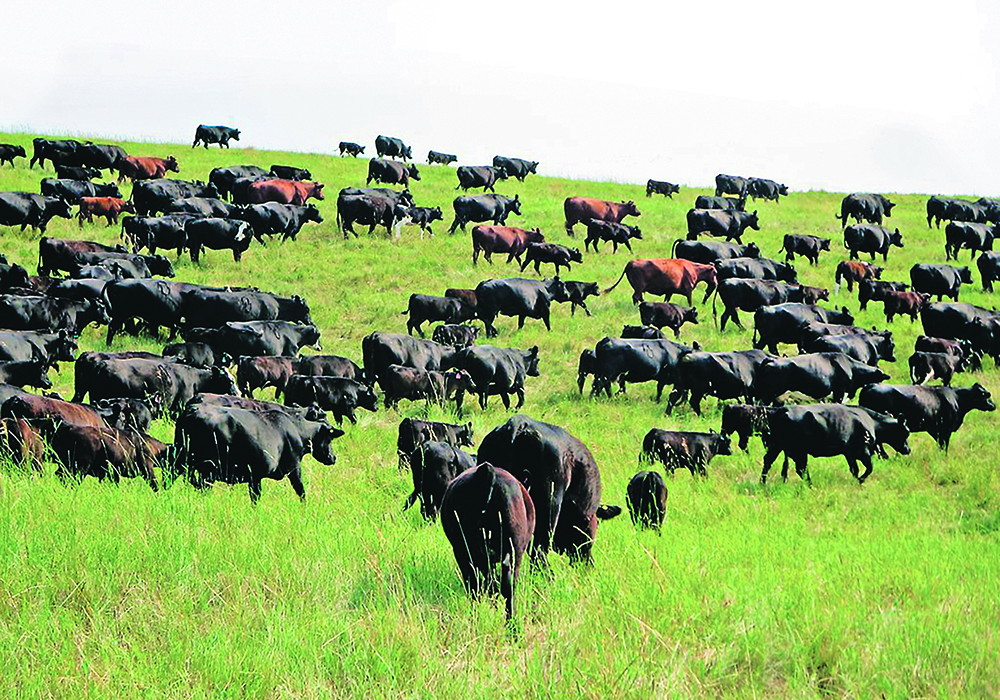 Ben and Stephanie Campbell of Grazed Right raise cattle on their Tullichewan Ranch near Black Diamond, Alta. They sold more beef in March and April than they normally do in a year amid supply fears.  | Ben Campbell photo