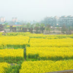 According to a statement issued after the annual Central Economic Work Conference held on Dec. 16-18, China needs to make better use of science and technology to achieve a “turnaround” in its seed industry. | File photo