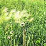 Land can be put into forages for a variety of reasons. And it can be removed from forages for several others. Often salinity can be an issue, but stones and moisture issues are also reasons for forages. Removal can be operational or rotational. Sometimes weed issues that are difficult to manage in forages can be solved in regular cropping. | File photo