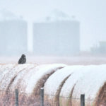 A great horned owl sits on a row of snow-covered round bales near the bin yard after the storm hit. | Mike Sturk photo