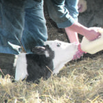 Orphaned and individually raised intact males, likely bottle fed by people, can become a danger to humans later on in life. | File photo
