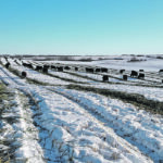 A producer from Manitoba says integrating livestock in a farming operation is a key part of a philosophy that also emphasizes keeping the ground covered, having plant diversity and continually living roots, and reducing pesticides and inputs. | Sterling Cuthbert photo