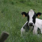 It is estimated that dairy cattle in Western Canada experience some heat stress on 40 percent of summer days. | File photo