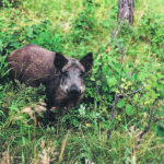 Wild pigs damage crops and the environment and provide a potential reservoir for disease. | File photo