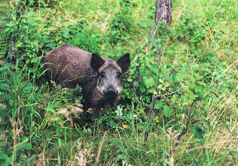 Wild pigs damage crops and the environment and provide a potential reservoir for disease.  | File photo