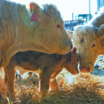 Despite recent research, we still don’t completely understand how the ureaplasma diversum bacteria causes embryonic loss and why it can be apparently present in clinically normal cattle. | File photo