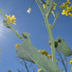 Heat blasting during the critically important flowering stage was the top factor that negatively affected western Canadian canola yields in 2020. | File photo