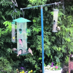 Whatever the season, all I need to do is look out my kitchen window or step out my back door, and beauty and wildlife are mine to enjoy. In summer I wake to a chorus of birdsong. Robins and chickadees, finches and nuthatches, woodpeckers and blue jays perch in the trees surrounding our farm home. They sing and chatter as they wait for their turn at the feeder, just a few feet and a pane of glass from my breakfast table. | Maureen Pocock photo