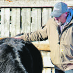 Randy James checks one of his purebred Angus cows. | Christalee Froese photo