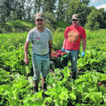 Peter and Collin MacInnis work in the rhubarb patch. Their passion recently came to fruition with the company’s first batch of 1,150 bottles of rhubarb wine. | Supplied photo