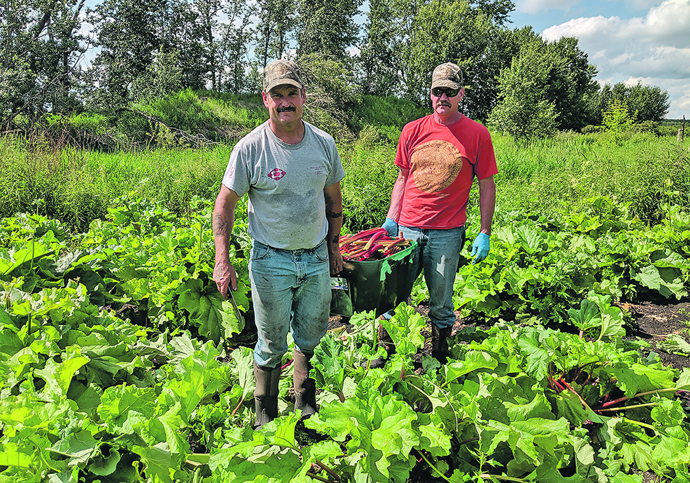 Peter and Collin MacInnis work in the rhubarb patch. Their passion recently came to fruition with the company’s first batch of 1,150 bottles of rhubarb wine.  | Supplied photo