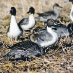 Pintail ducks’ tendency to nest in sparse cover, such as cropland, has resulted in a declining population. | Dave Duncan photo