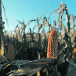 Buyers can still book corn like this from Chivilcoy, near Buenos Aires, Argentina, but only for a shipping date after March 1. | Reuters/Agustin Marcarian photo
