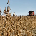 The only question is the size of the rebound. Will acres increase by 30 percent or 60 percent? | File photo