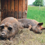 The survey is part of a project to mitigate the risk of African swine fever in domestic herds.
| Janet Kanters photo