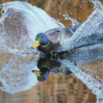 Birds Canada, which developed the guide, says birds are essential to the health of grasslands and are also good indicators of ecological and environmental health. | Mike Sturk photo