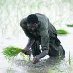 The discovery of the two maternal genomes could help address the issue of global food security by being able to breed more rice varieties for local adaptation and changing regional climate. | Reuters/Mohsin Raza photo