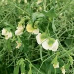 A federally funded initiative in Alberta aims to develop new plant-based foods and products by helping about 100 small to medium-sized companies potentially bring up to 30 new products to market over the next four years. | File photo
