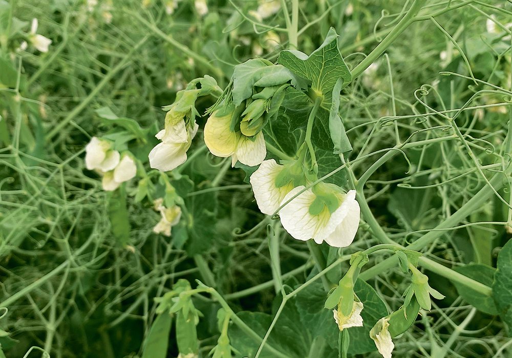 A federally funded initiative in Alberta aims to develop new plant-based foods and products by helping about 100 small to medium-sized companies potentially bring up to 30 new products to market over the next four years.  | File photo