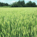 Research at the Irrigation Crop Diversification Centre in Outlook, Sask., looked at how phosphorus applications affected wheat yields in severely deficient soil. | File photo