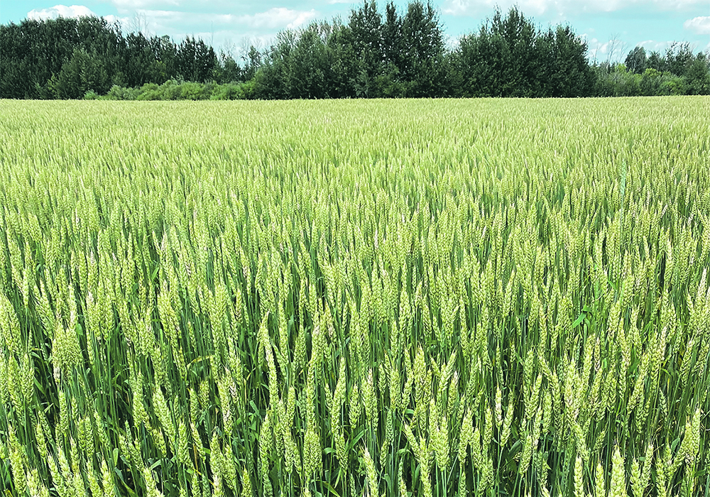 Research at the Irrigation Crop Diversification Centre in Outlook, Sask., looked at how phosphorus applications affected wheat yields in severely deficient soil.  | File photo