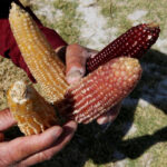 A farmer holds different types of corn cobs in Otzolotepec, on the outskirts of Mexico City, February 7, 2017. Picture taken February 7, 2017. Reuters/Carlos Jasso/File photo