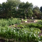 Donna Okkema found “something to be enthusiastic about” during COVID by transforming an area full of dead trees into a lovely garden spot. | Donna Okkema photo