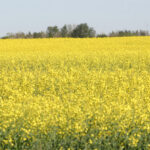 Canola exports and domestic demand are so robust at the moment that the country could be out of supply before the crop is harvested. | File photo