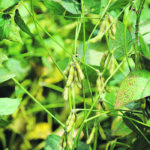 A combination of strong demand and slumping supply is providing “jet fuel” to soybean prices, and the industry has quickly transitioned from a surplus situation in June and July to today’s demand rationing scenario. | Reuters/Dave Kaup photo