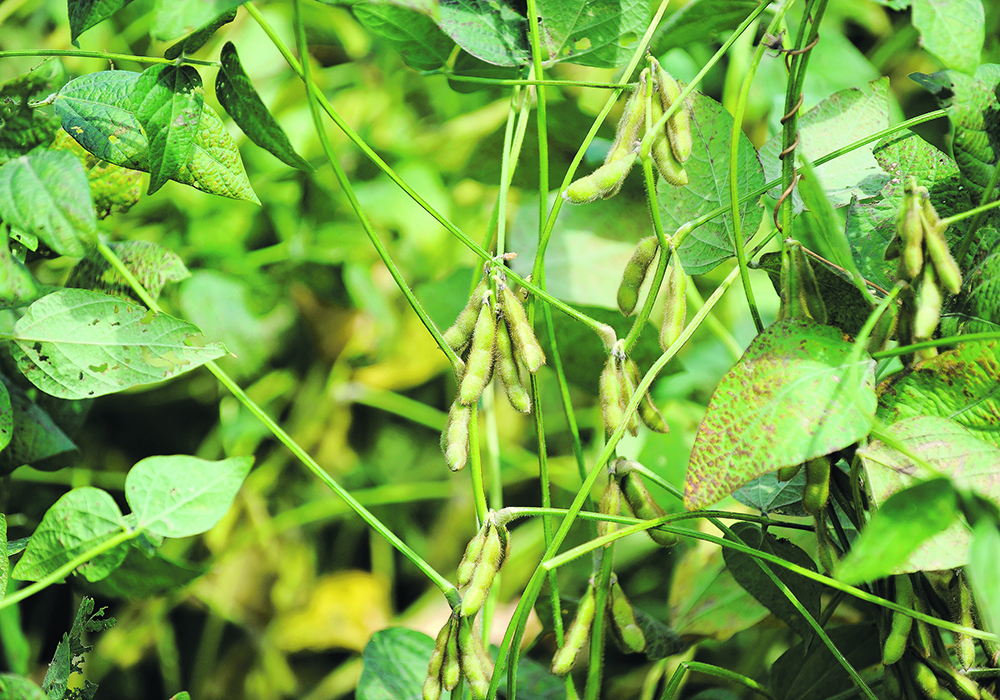 A combination of strong demand and slumping supply is providing “jet fuel” to soybean prices, and the industry has quickly transitioned from a surplus situation in June and July to today’s demand rationing scenario.  | Reuters/Dave Kaup photo