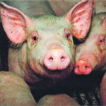 At the end of December, U.S. Department of Agriculture found the U.S. breeding herd was almost one percent smaller than on Sept. 1. U.S. hog producers held back six percent fewer gilts than a year before.
| File photo