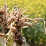 Visible disease has now been confirmed in 75 canola fields since 2017.
| File photo