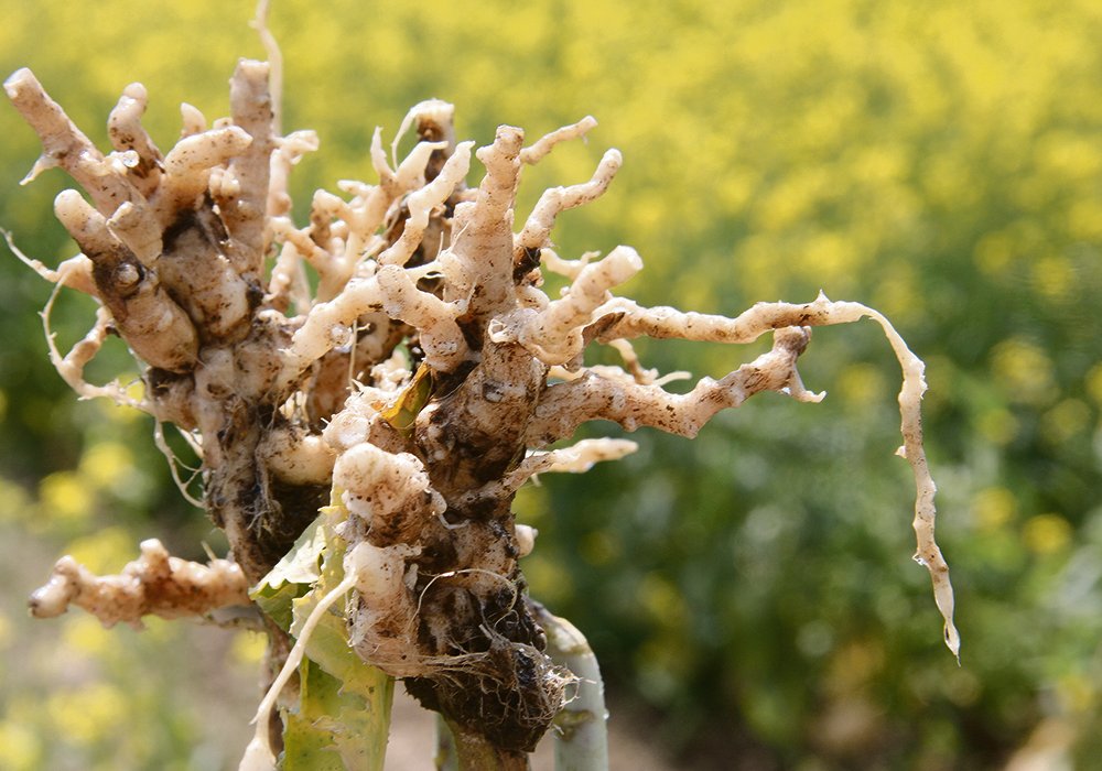 Visible disease has now been confirmed in 75 canola fields since 2017.  | File photo