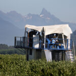 The U.S. International Trade Commission (ITC) wants to see whether American farmers are being hurt by berry imports from B.C. growers, who produce about 86,000 tonnes of blueberries annually and export 70 percent of the crop, mostly to the U.S. and Japan.
| File photo