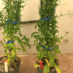 Using innovative techniques to achieve crop traits, the company developed camelina lines that produce PHA in the seed. | Screencap via yield10bio.com