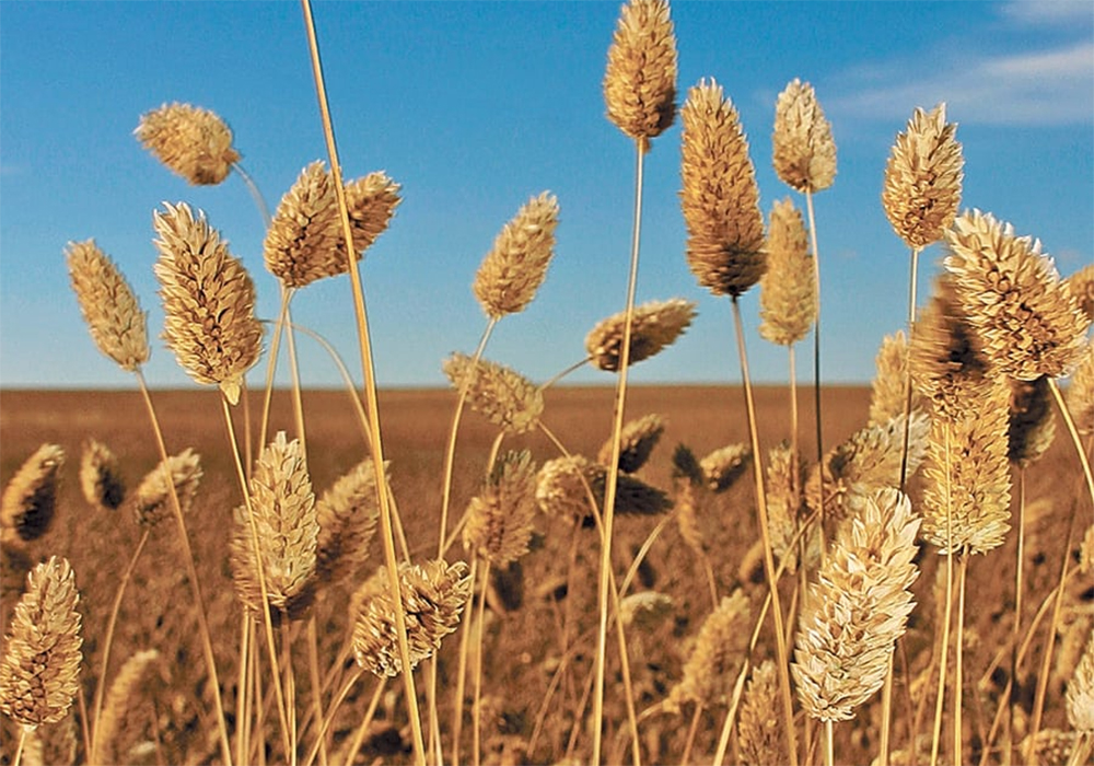 Demand has been steady due in part to a smaller-than-average crop in Argentina, which is the only other major exporter. | File photo